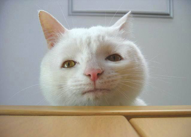 как мы кота лечили