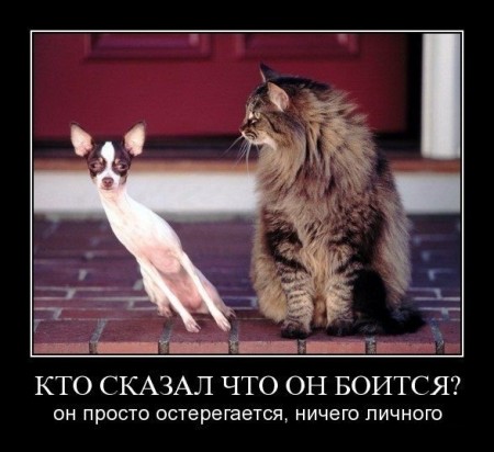 http://www.koteiko.ru/2009_Post/10/DemotivationCats/Demotivations_cats_1_Koteiko.ru.jpg