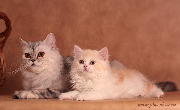 Профессиональные фото кошек от Елены Явойской 13